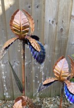 q. Iris Close up.jpg